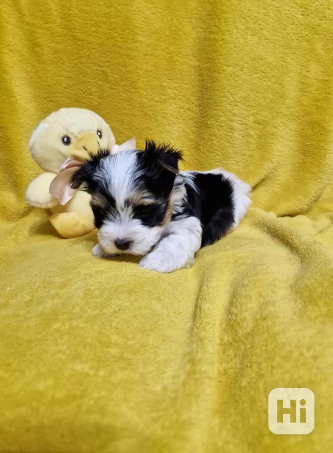 Jorkšírský teriér - foto 1