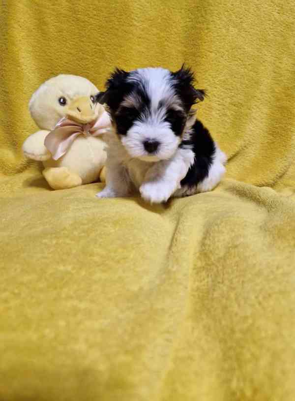 Jorkšírský teriér - foto 2