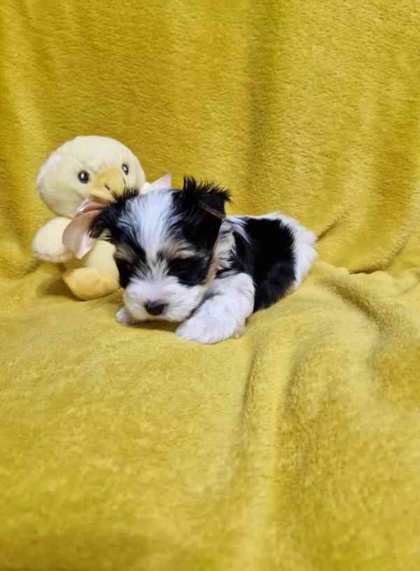 Jorkšírský teriér - foto 1