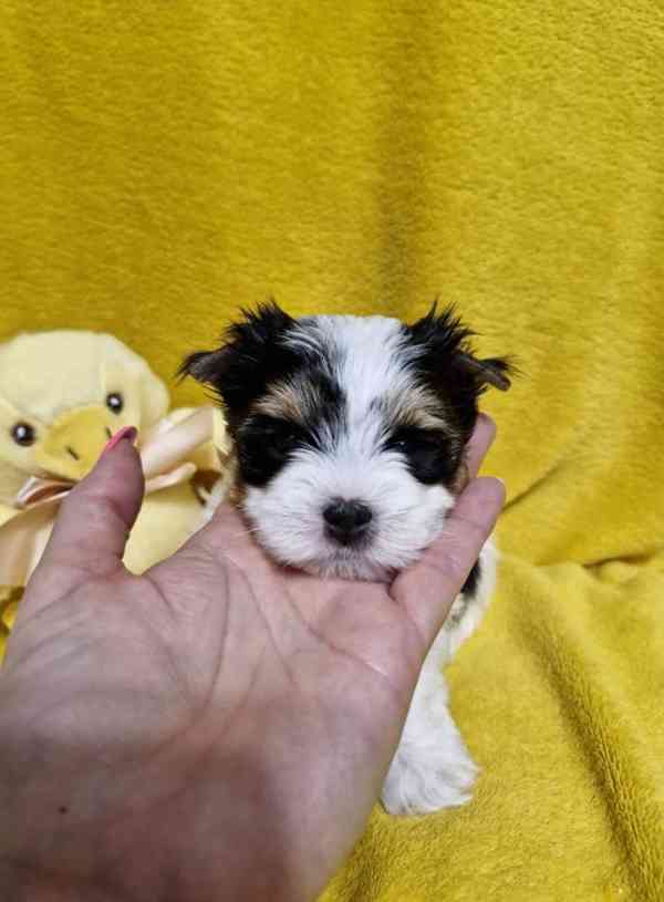 Jorkšírský teriér - foto 4