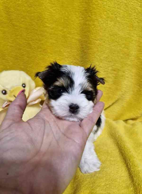 Jorkšírský teriér - foto 3