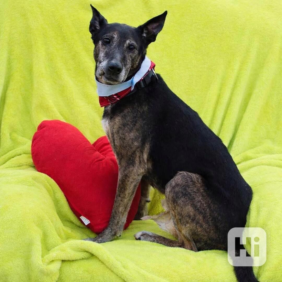 BORA - 17 kg, kastrovaná fenečka 10 let  - foto 1