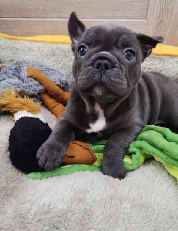 Rozkošní francouzští buldočci k adopci - foto 2