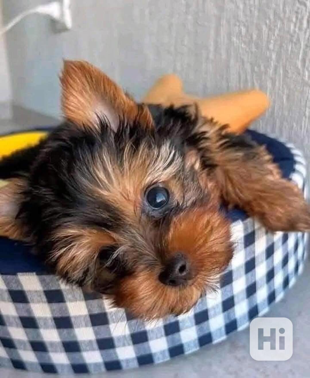 Štěně jorkšírského teriéra - foto 1