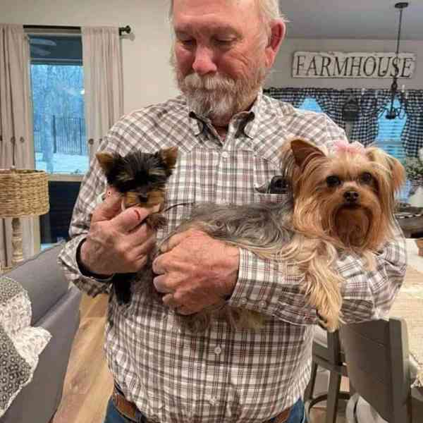 Štěně jorkšírského teriéra - foto 2