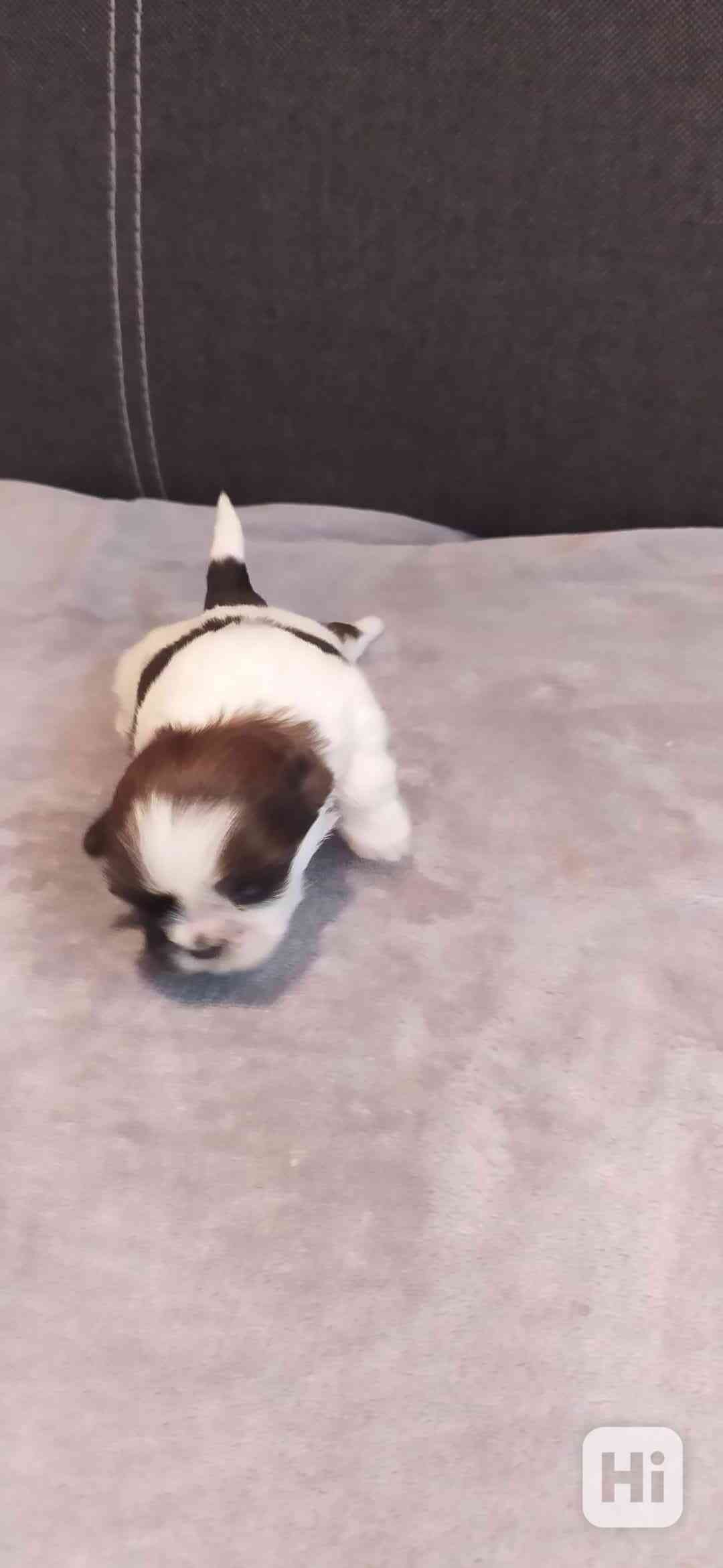 Štěňata Shih-tzi - foto 1