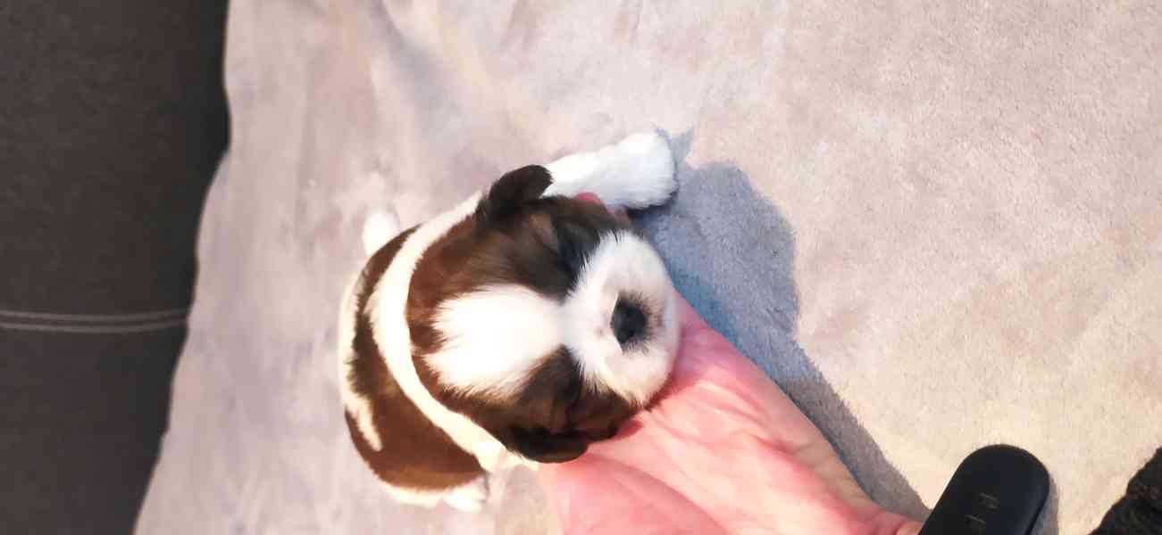 Štěňata Shih-tzi - foto 5