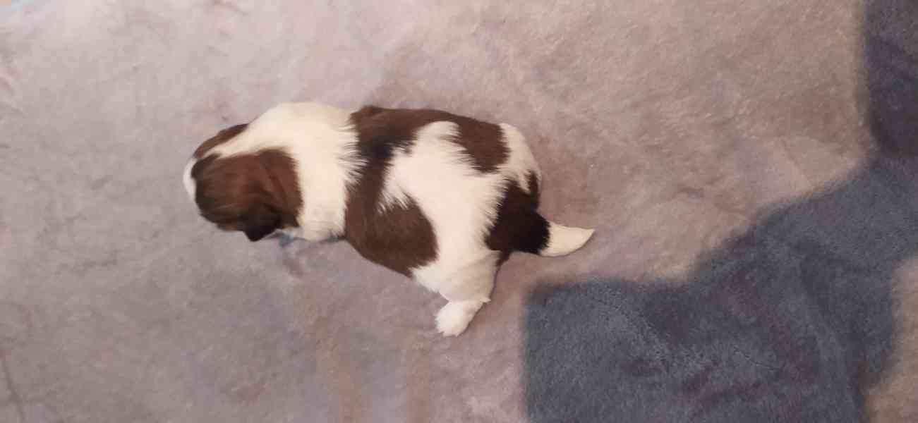 Štěňata Shih-tzi - foto 4