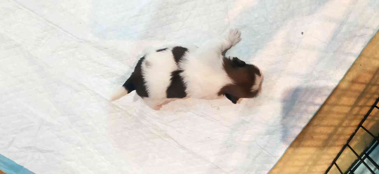 Štěňata Shih-tzi - foto 3