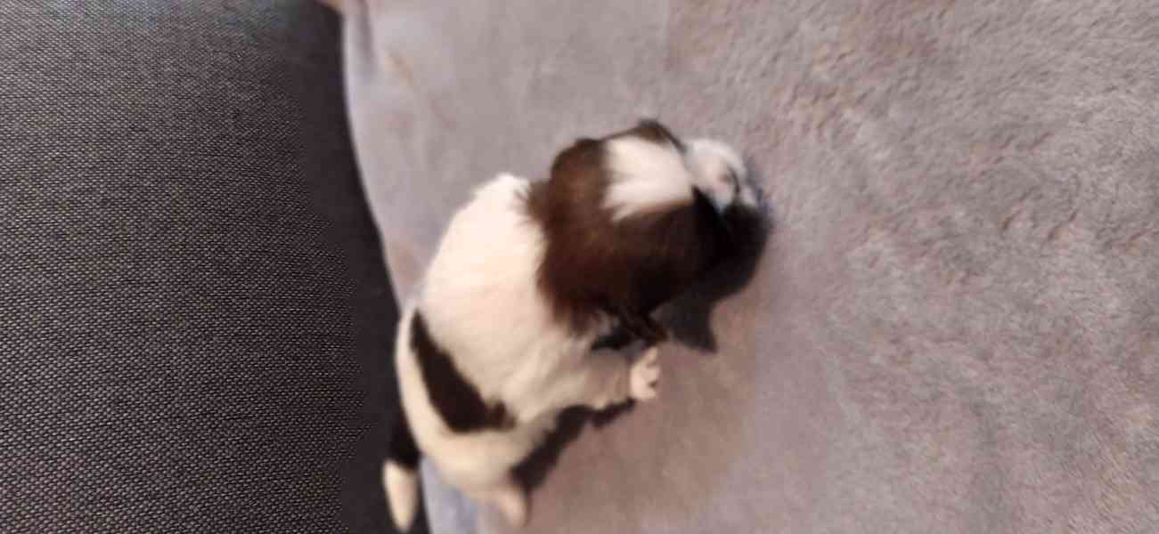 Štěňata Shih-tzi - foto 2