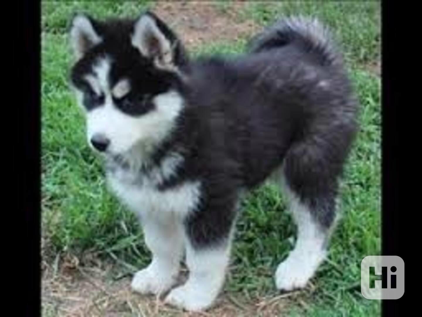 Úžasný sibiřský husky - foto 1