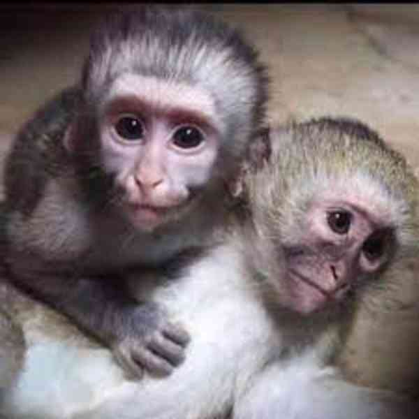 Prodám krásnou kapucínskou opici - foto 1