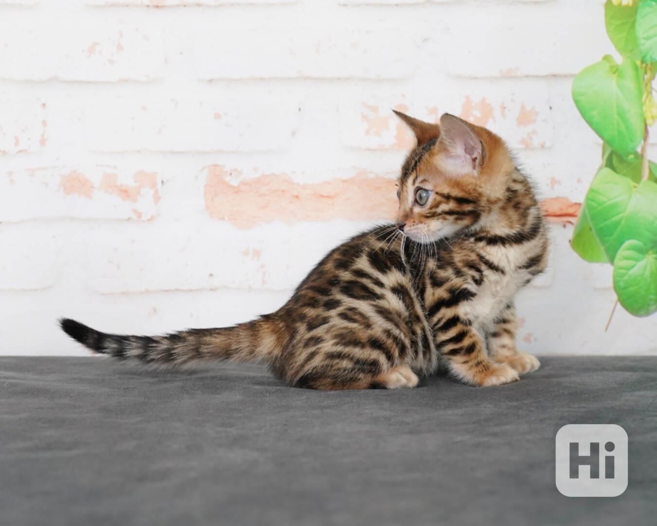 Krásné bengálské kotě k adopci v České republice 🐾 - foto 1