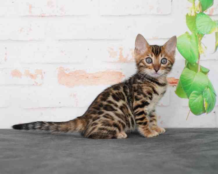 Krásné bengálské kotě k adopci v České republice 🐾 - foto 2