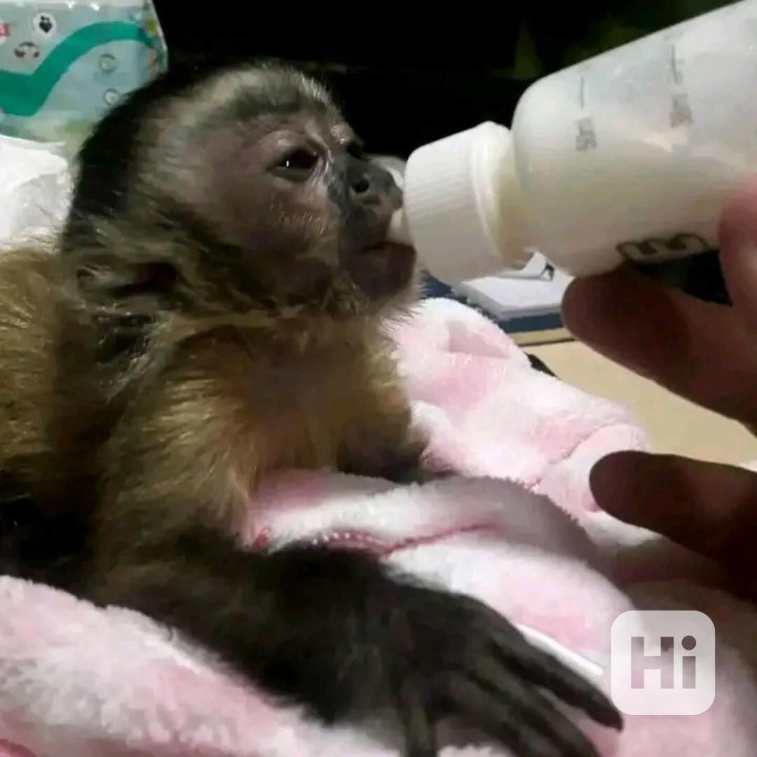  Úžasné kapucínské opice pro vás  - foto 1