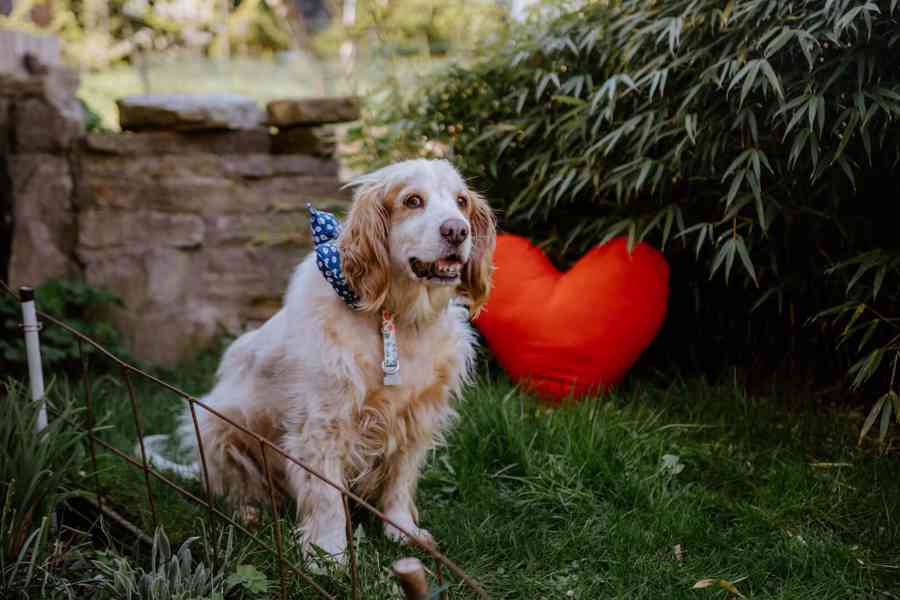 CHARLIE - Kokršpaněl - kastrovaný psík 12 let  - foto 4