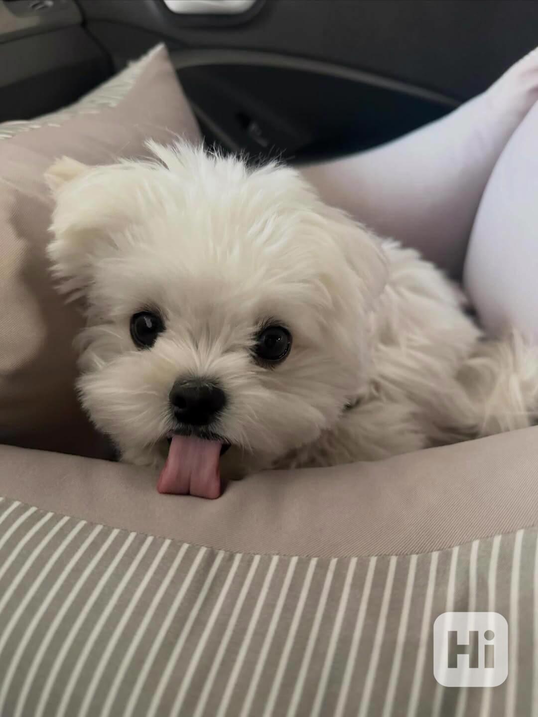 Okouzlující štěně samec pro milující domov - foto 1