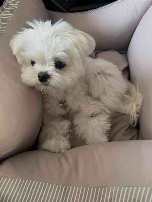 Okouzlující štěně samec pro milující domov - foto 4