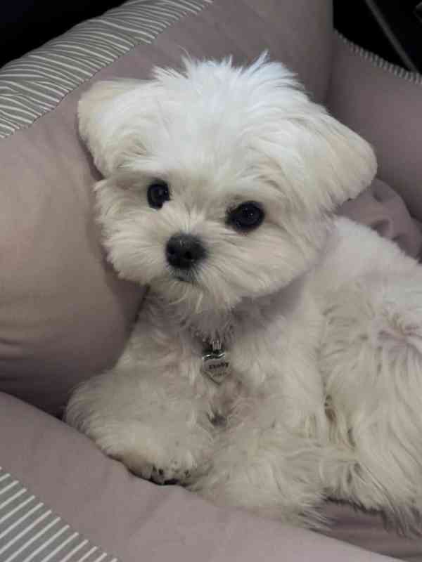 Okouzlující štěně samec pro milující domov - foto 3