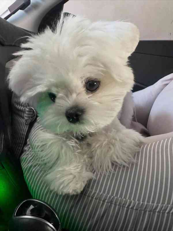 Okouzlující štěně samec pro milující domov - foto 2