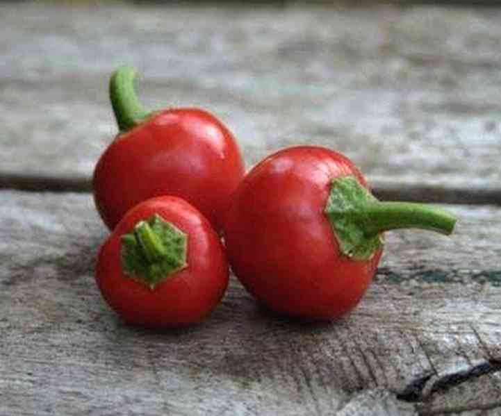semena chilli Korál Paprika Korál - foto 1