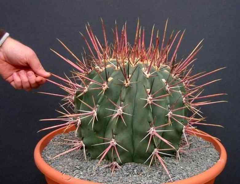 semena kaktusu Ferocactus emoryi subsp. Rectispinus - foto 1