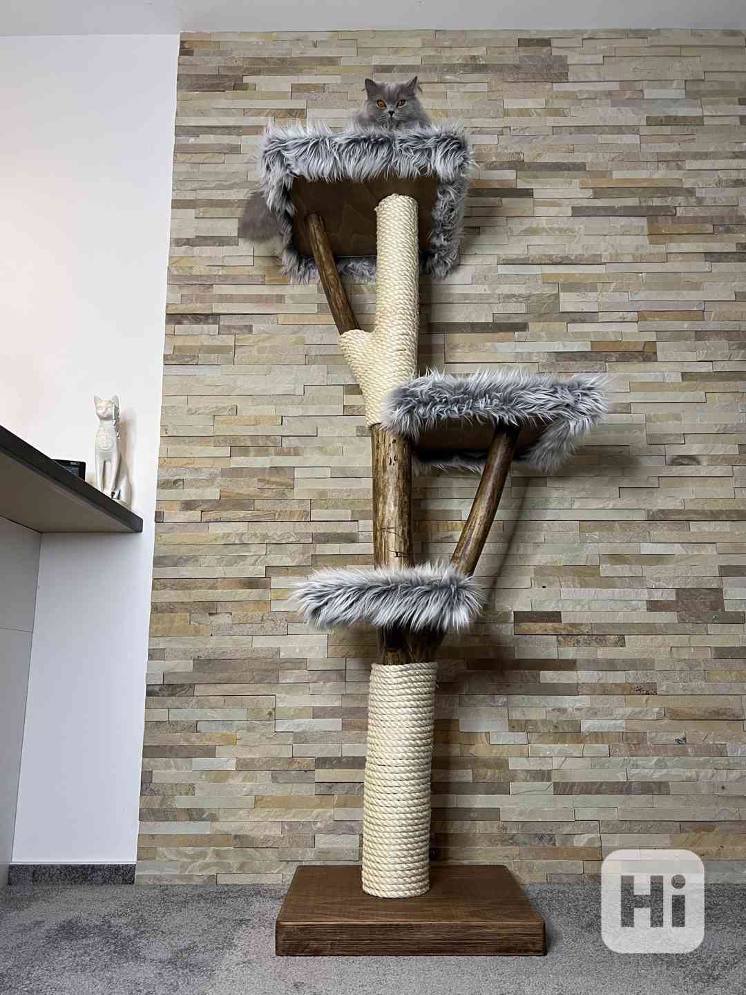 Kočičí strom  - foto 1