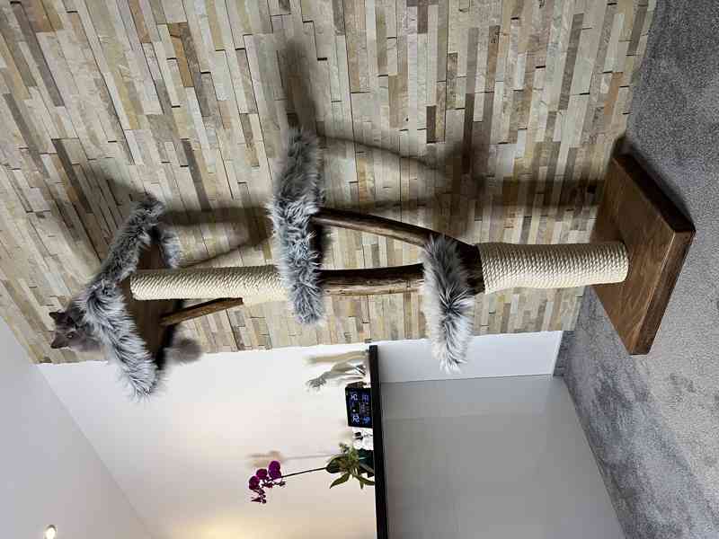 Kočičí strom  - foto 2