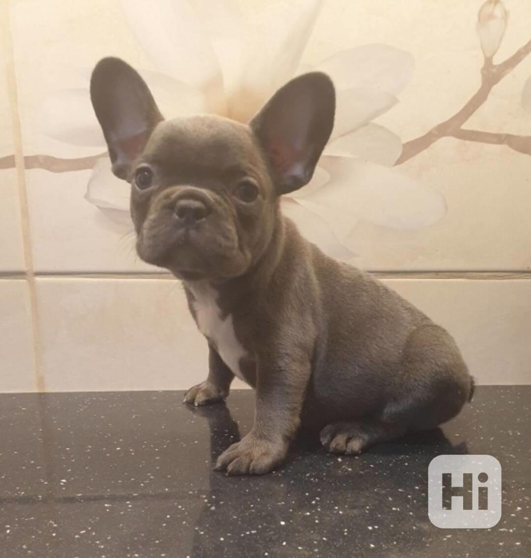 Nejrozkošnější štěňata francouzského buldočka, samec a samic - foto 1