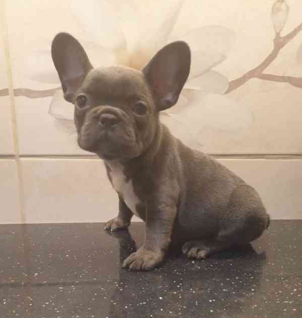 Nejrozkošnější štěňata francouzského buldočka, samec a samic - foto 1