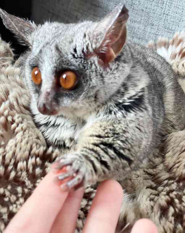 Galago , bush deti - foto 4