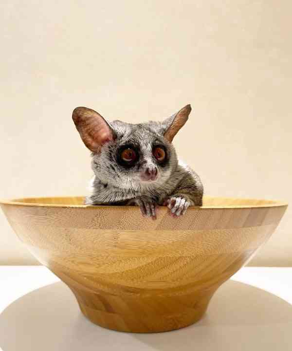 Galago , bush deti - foto 2