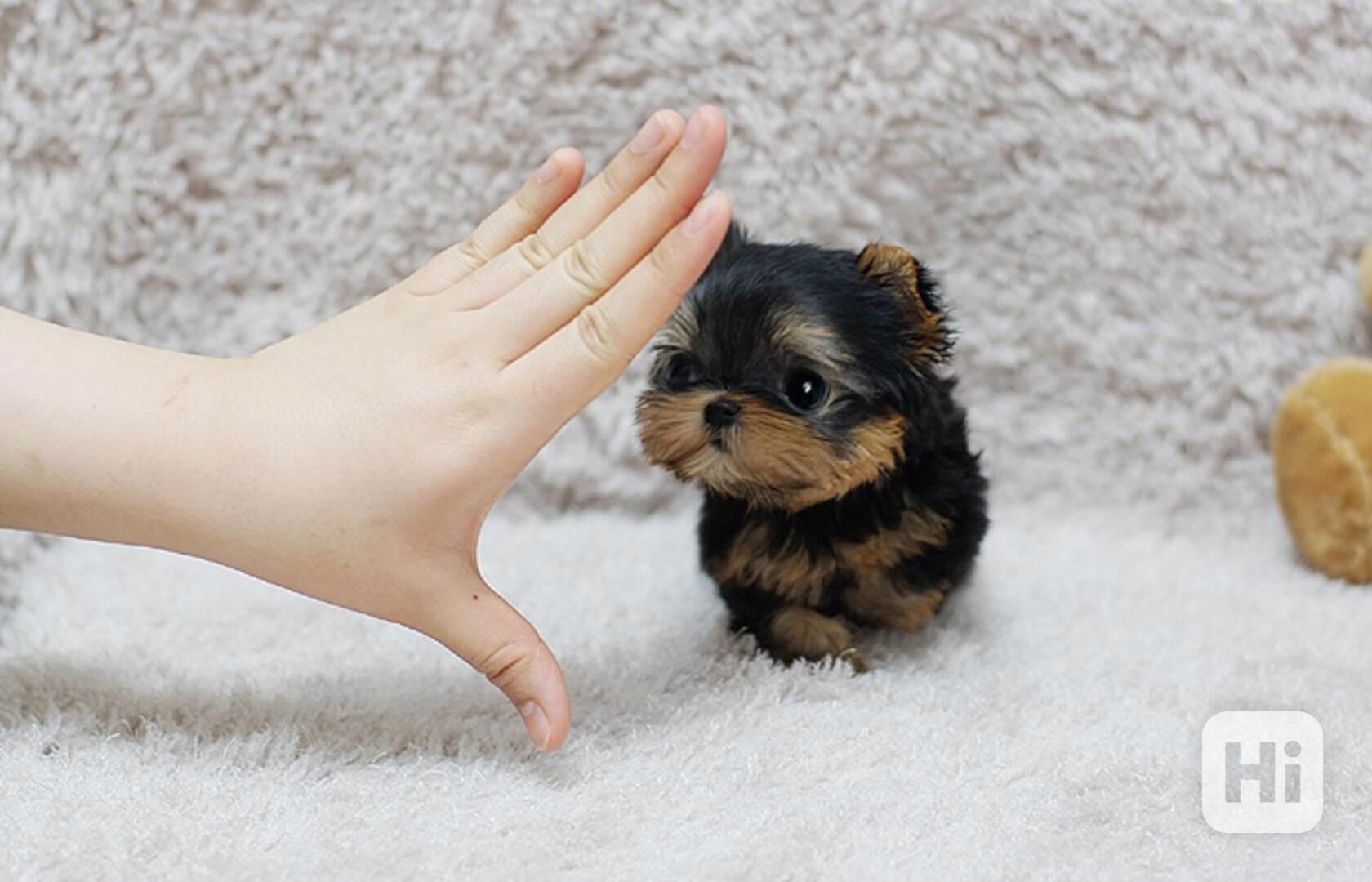 krásné ručně zdvižený šálek čaje štěně yorkie - foto 1