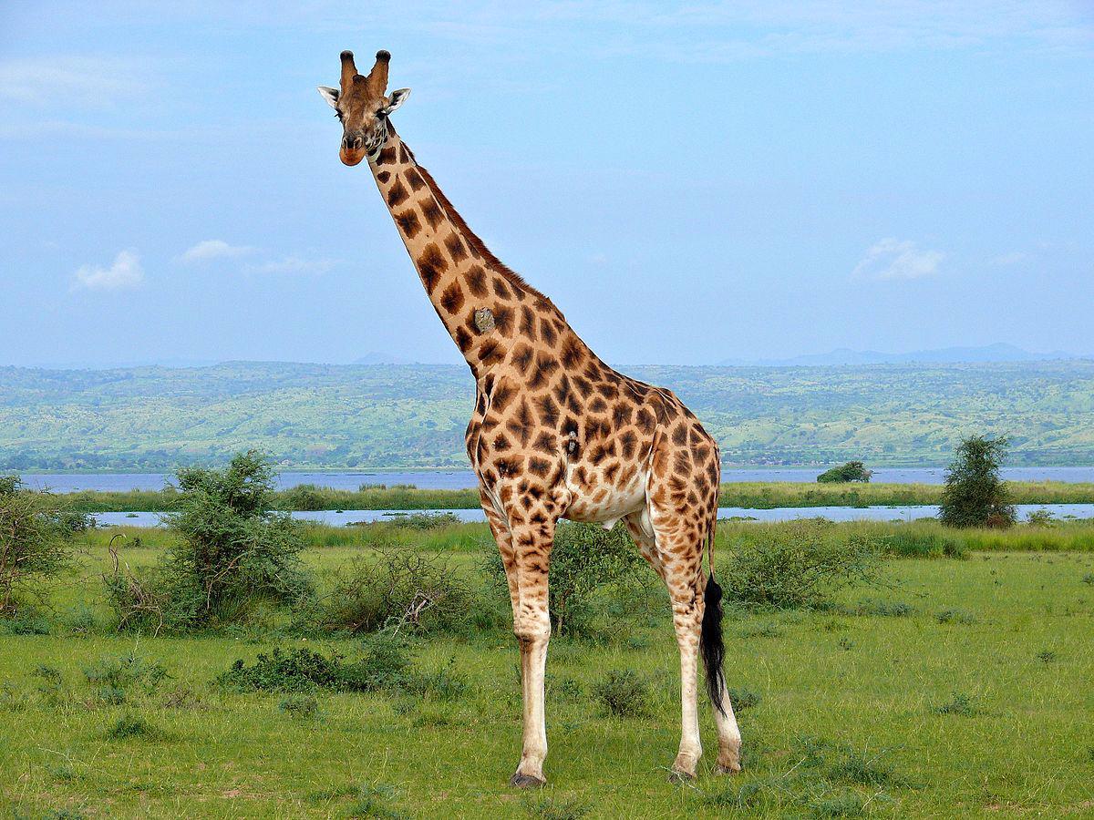Žirafa - foto 1
