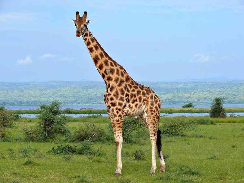 Žirafa - foto 1