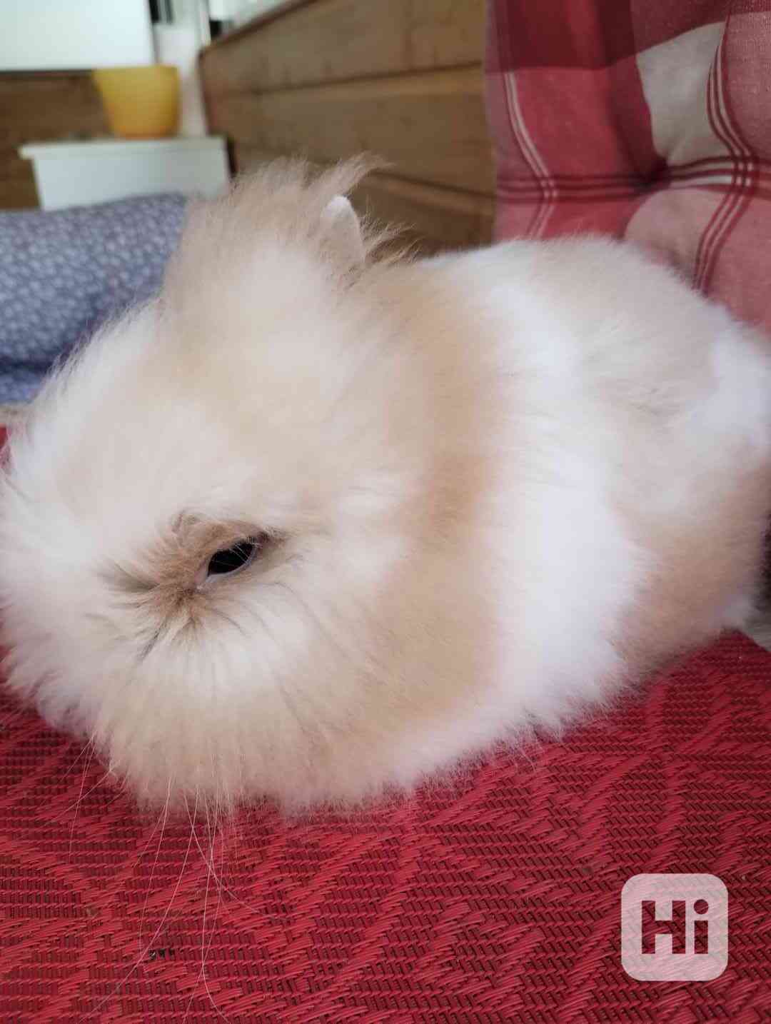 Králík  - foto 1
