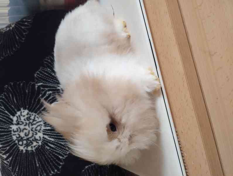 Králík  - foto 1