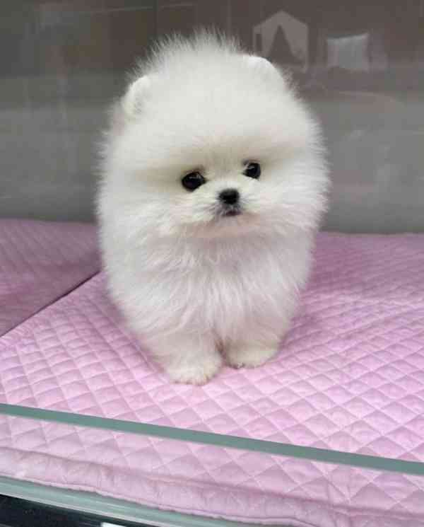 Pomeranian Mini - foto 1