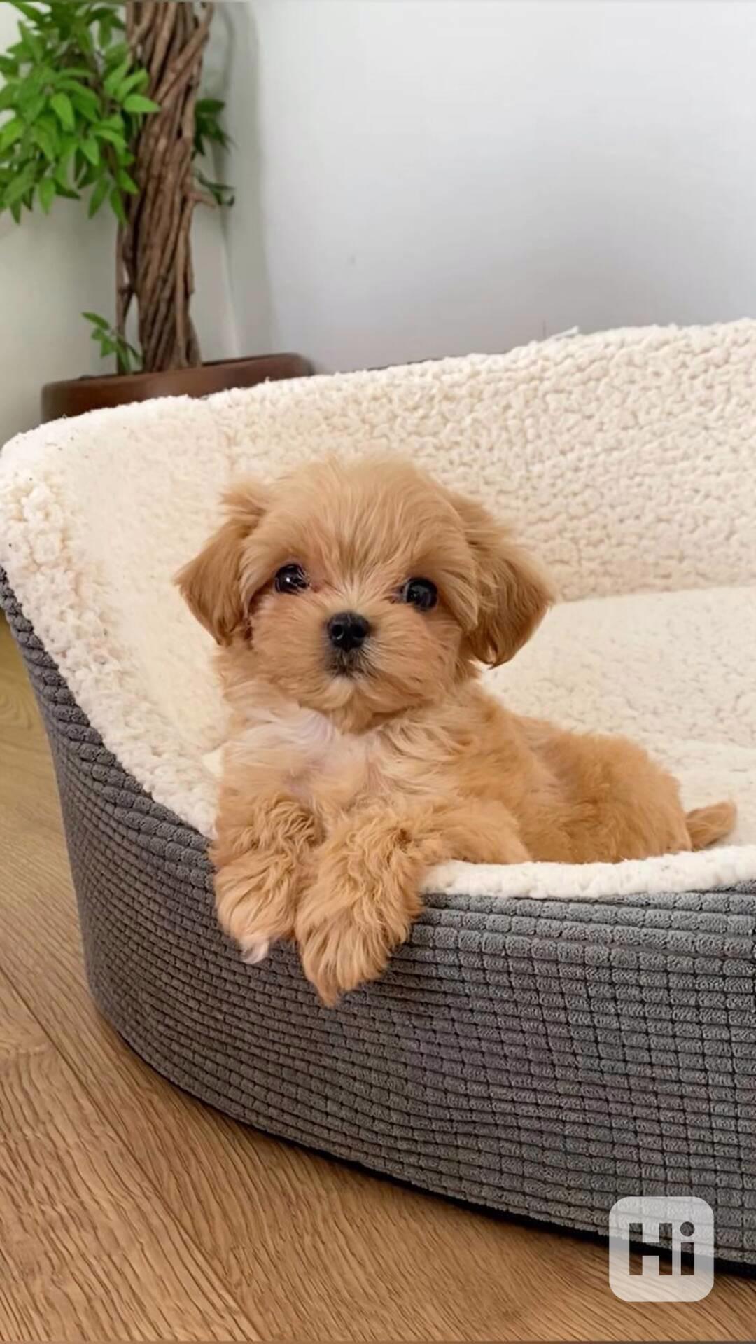 Maltské/Maltipoo mix štěňata - foto 1