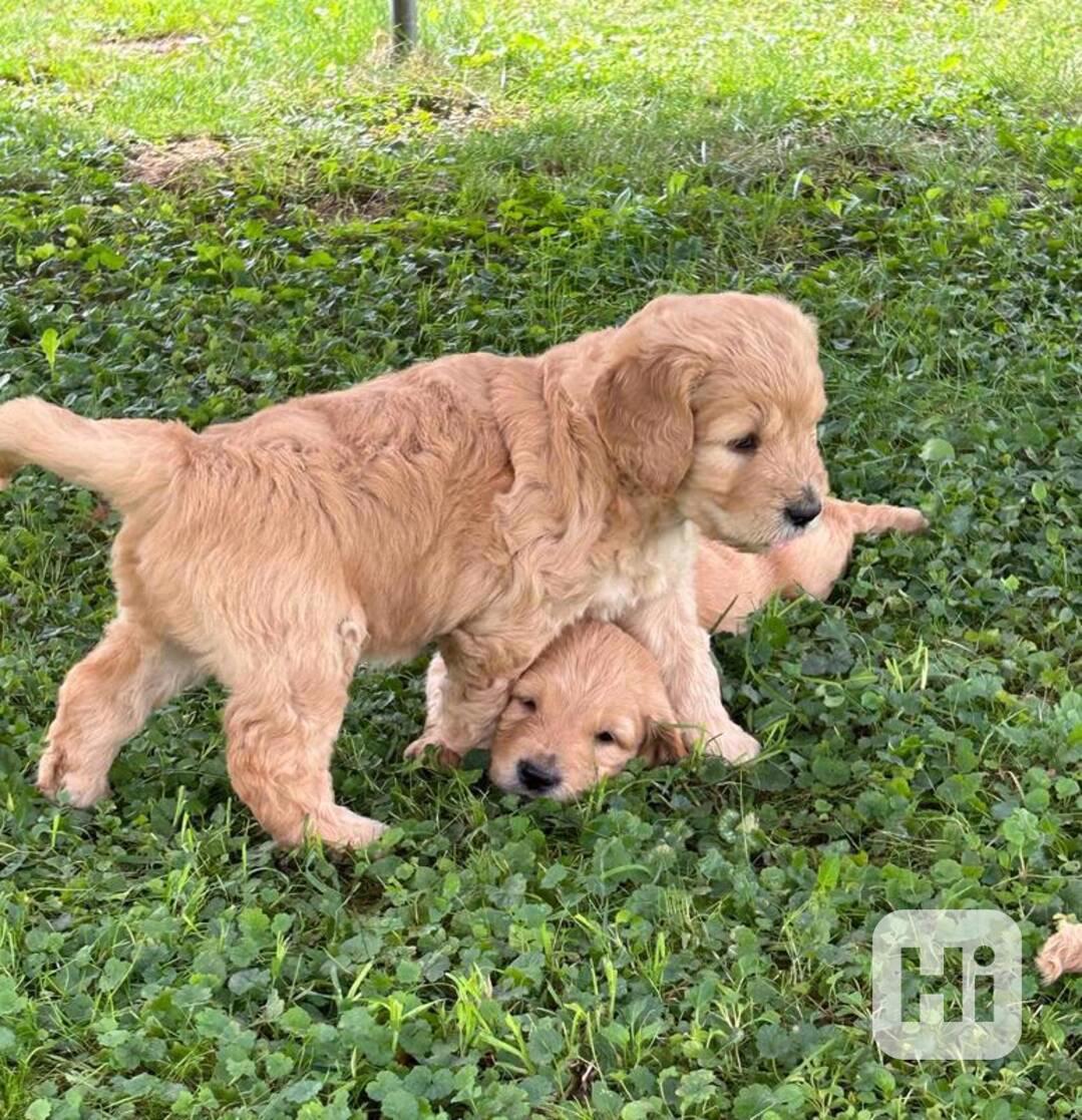 štěňata zlatého retrívra k adopci - foto 1