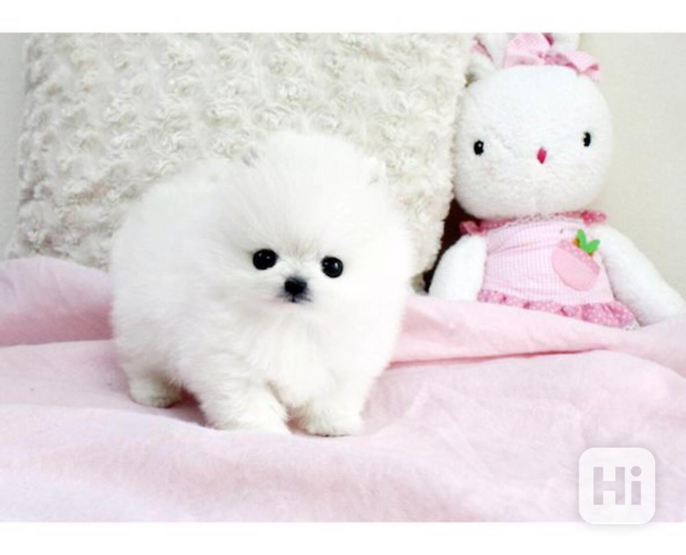ŠTĚŇATA MINI POMERANSKÉHO s pp - foto 1