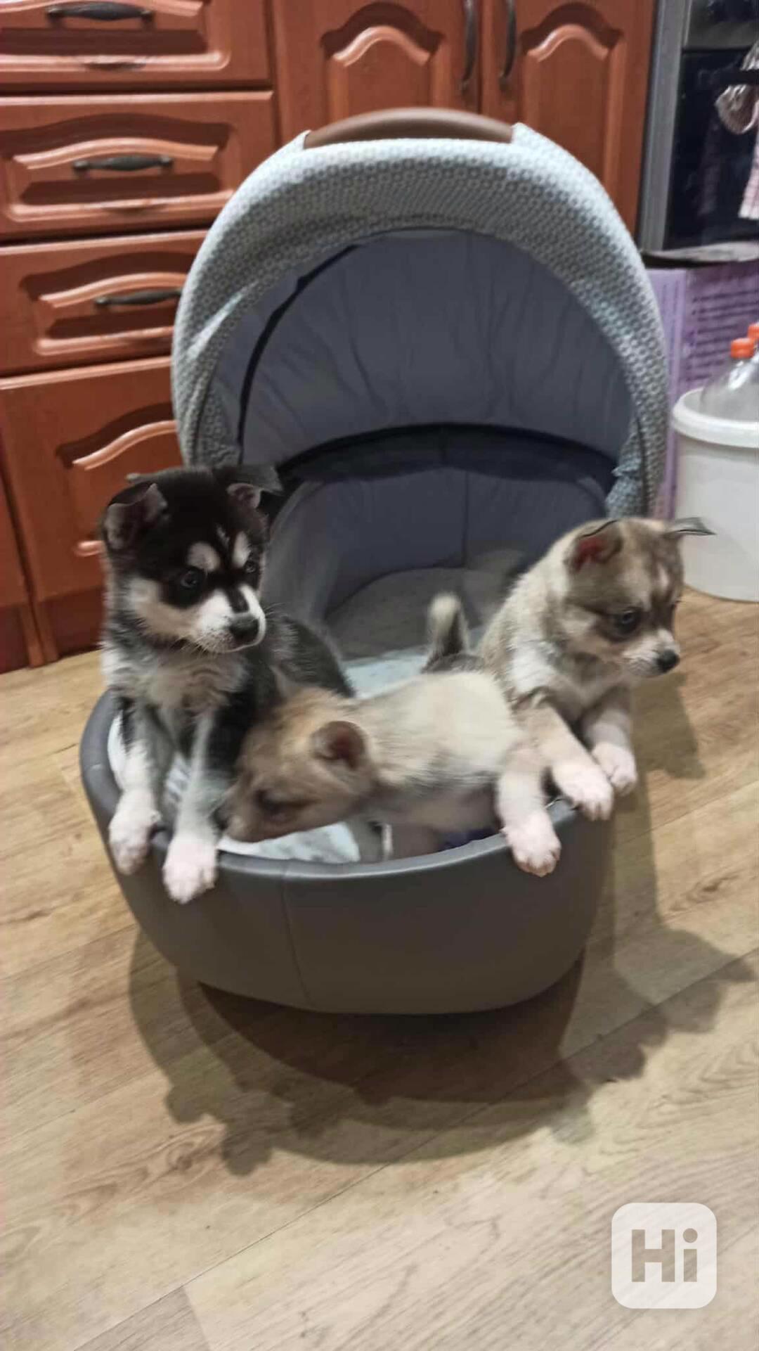 Alaskan klee kai  - foto 1