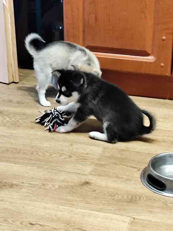 Alaskan klee kai  - foto 2