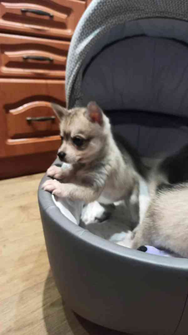 Alaskan klee kai  - foto 3
