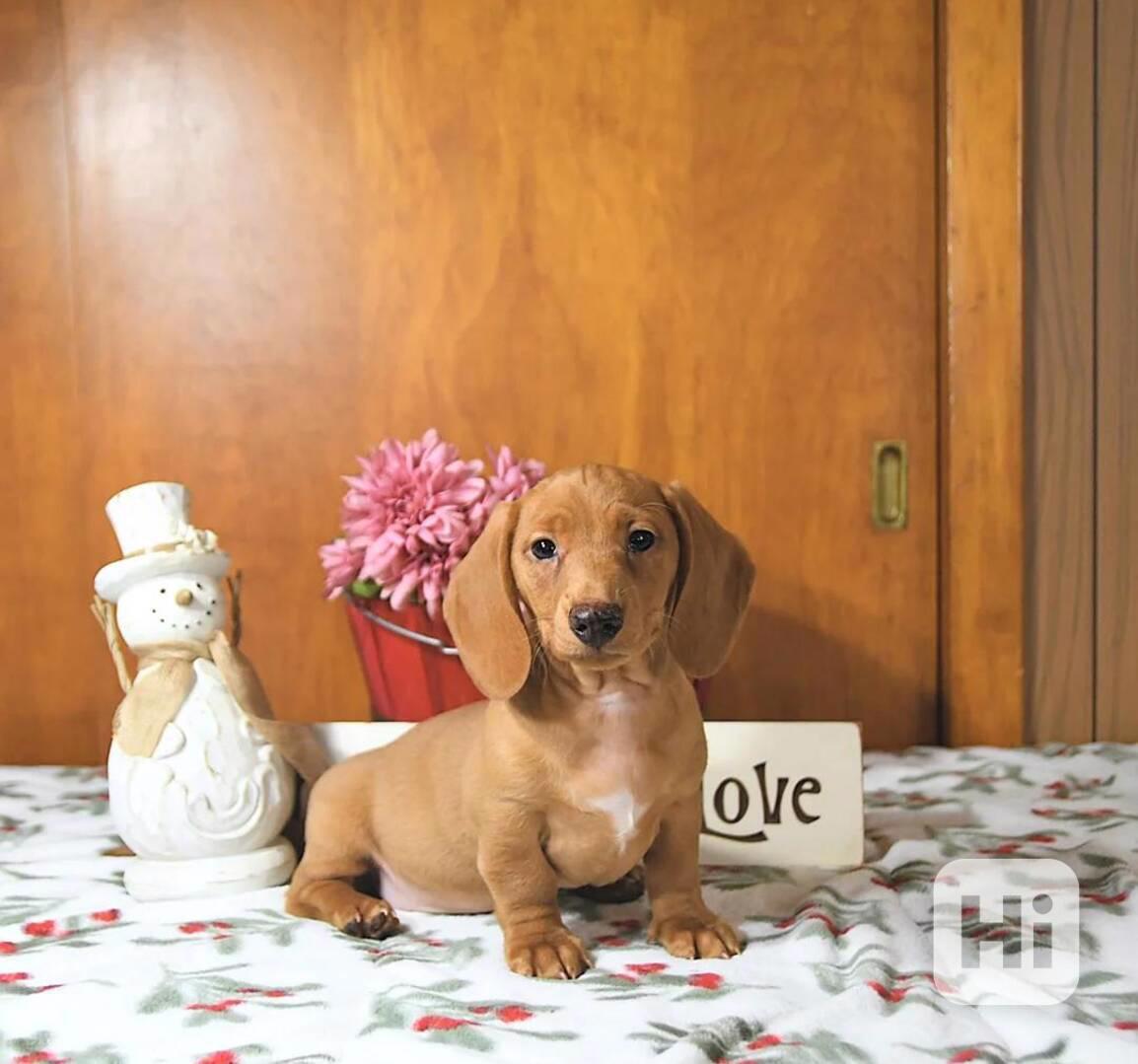 Rozkošné štěňátko mini jezevčíka - foto 1