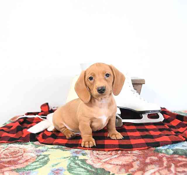 Rozkošné štěňátko mini jezevčíka - foto 2