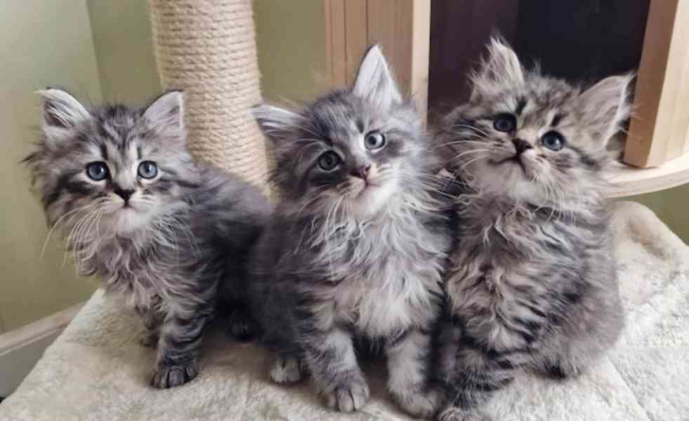 Koťátko Mainské mývalí kočky