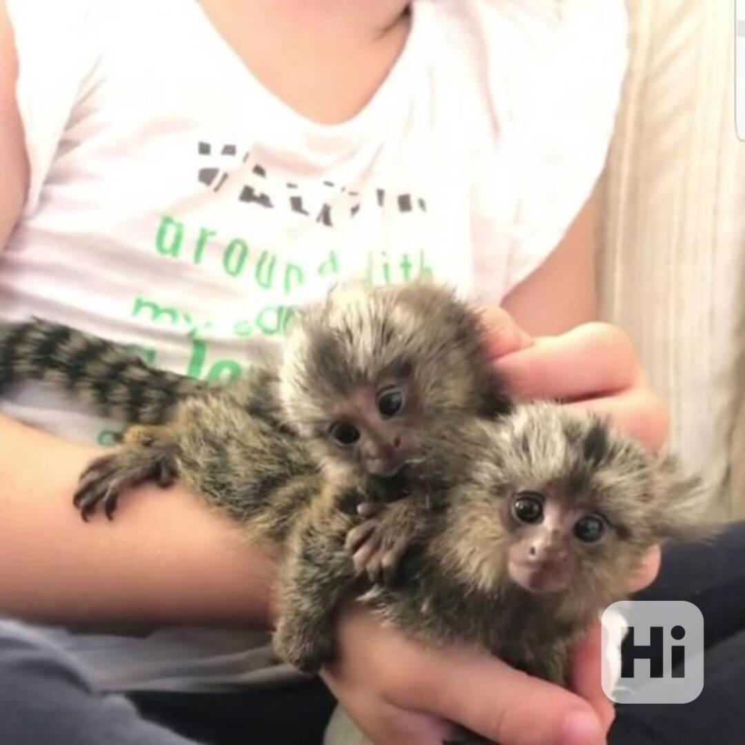 Kosmani nejvyšší kvality k dispozici pro krásné domovy - foto 1