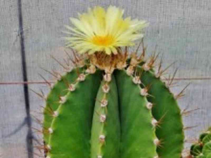 Kaktus Astrophytum ornatum var. virens Balení obsahuje 10 se - foto 1
