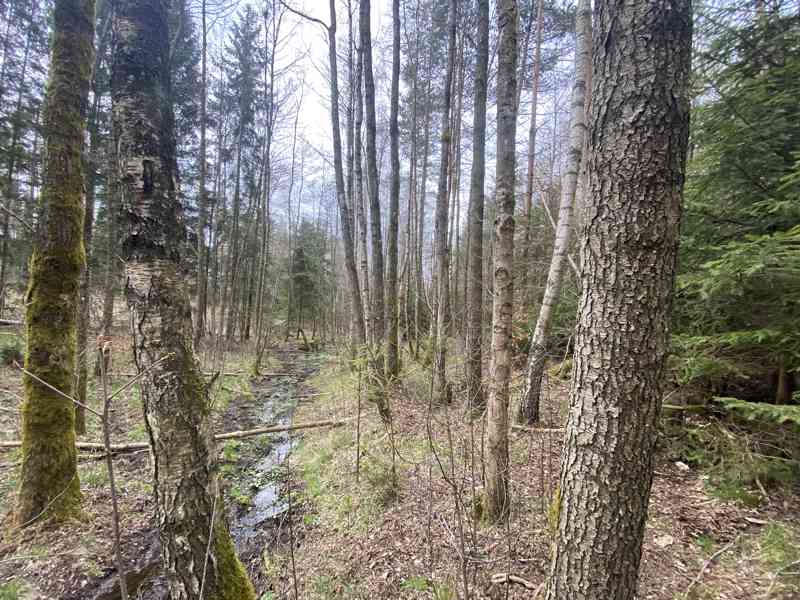 Pozemek ostatní plocha Brandlín - foto 4